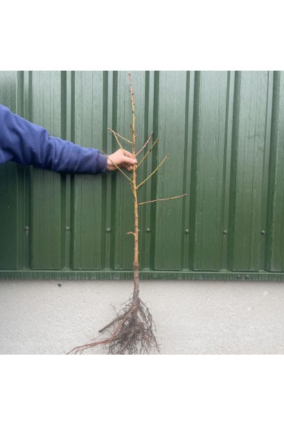 Персик Айс Піч - саджанець голий корінь